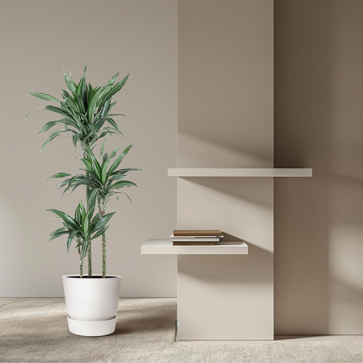 Dracaena Ulises