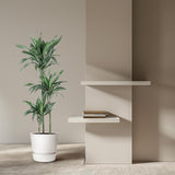 Dracaena Ulises