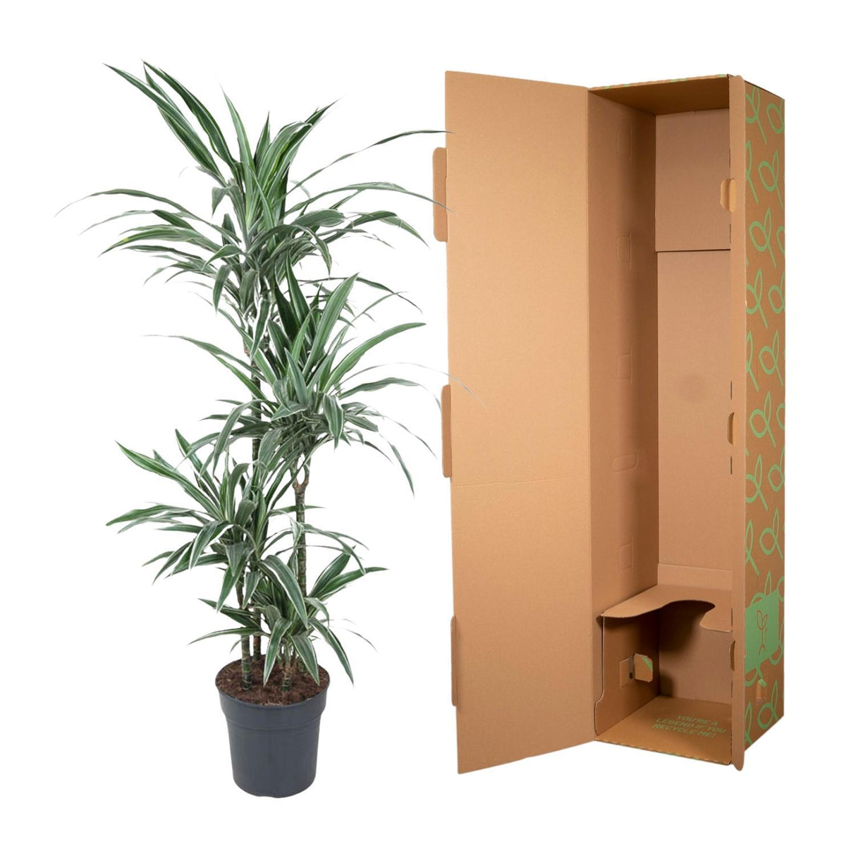 Dracaena Warneckei