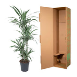Dracaena Warneckei