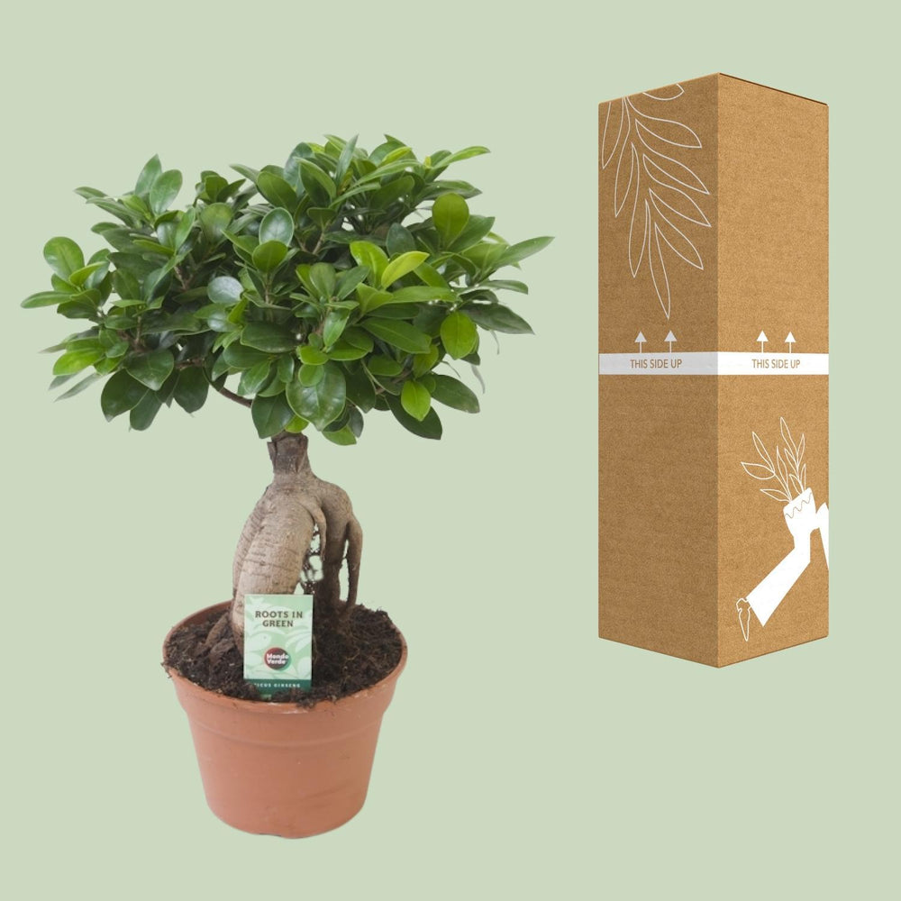 Ficus Ginseng