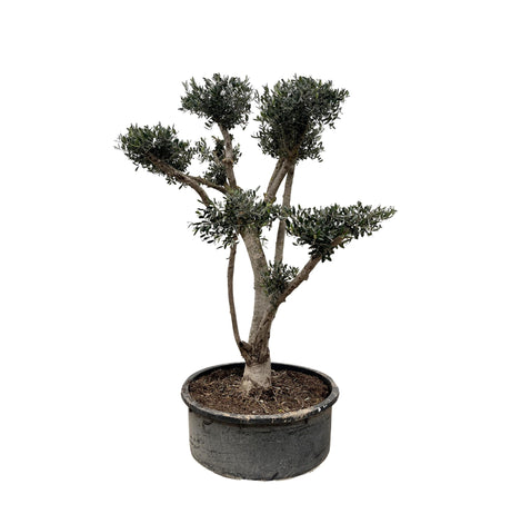 Olea Europaea Pompon 