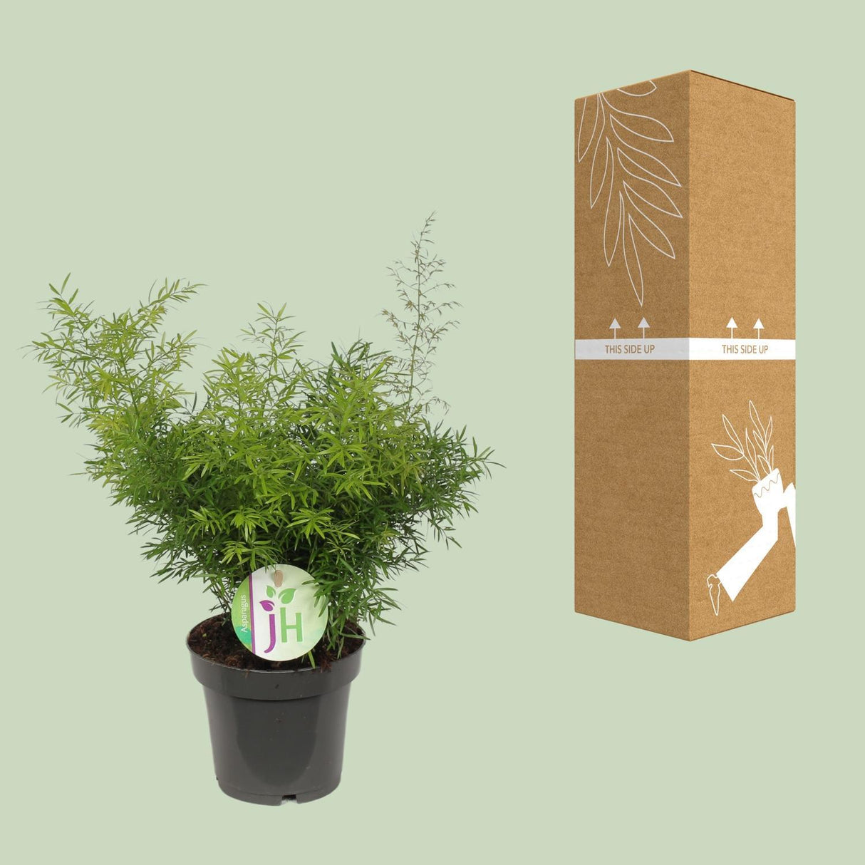 Asparges Cwebe - Ø12cm - ↕30cm