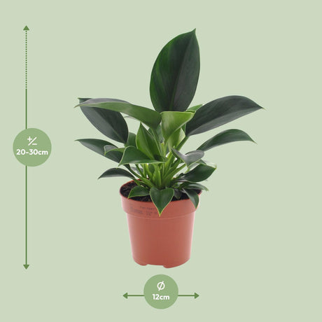 Philodendron Grøn Prinsesse