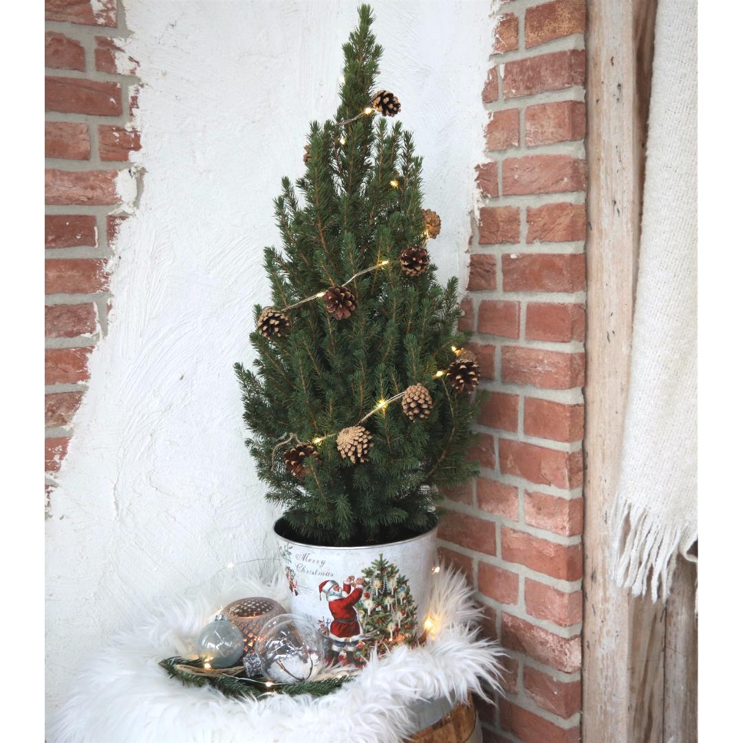Christmas Tree - Picae Glauca Conica
