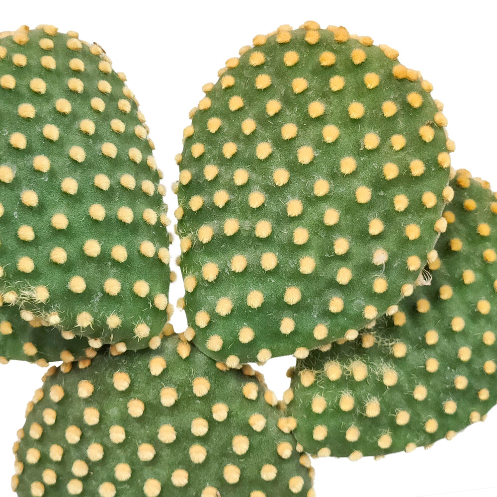 Opuntia Microdasys