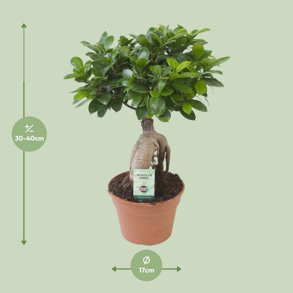 Ficus Ginseng