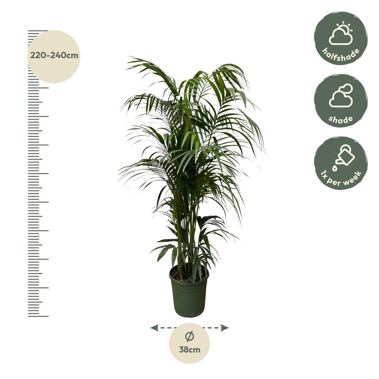 Kentia palm