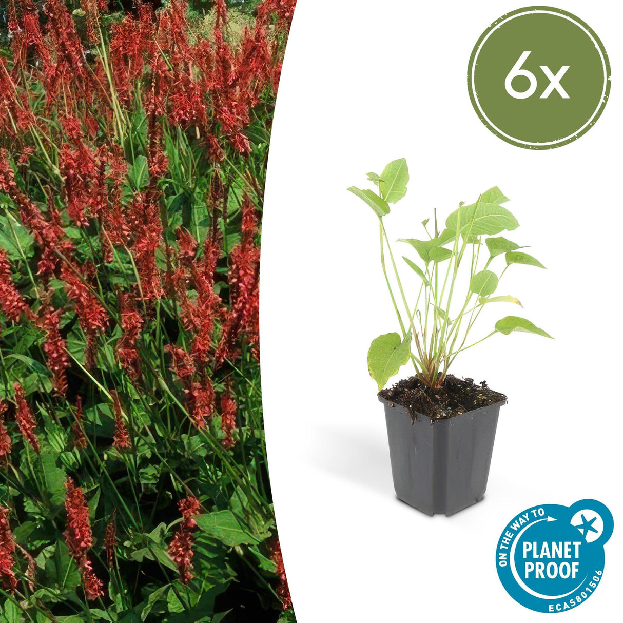 Persicaria Amplexicaulis