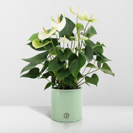 Anthurium Andreanum Namora inkl. REN zink - 45cm - Ø12