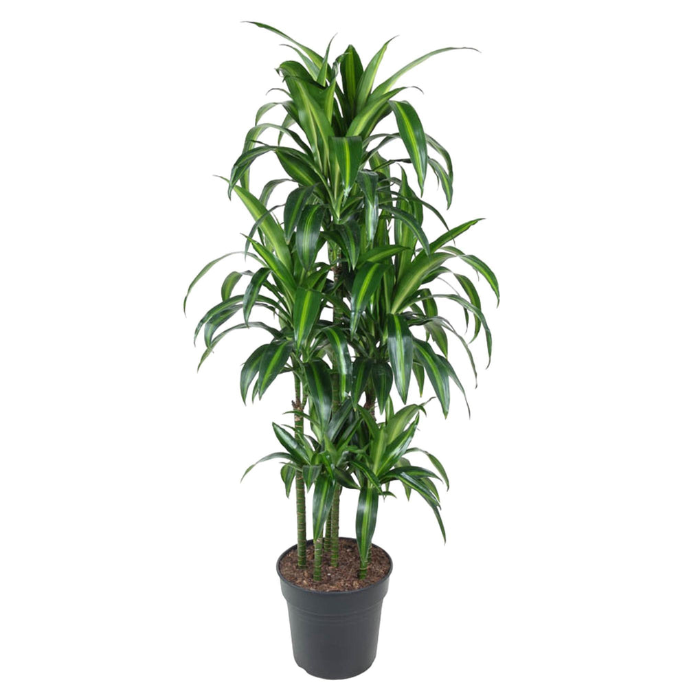 Dracaena Hawaiiana Carrousel