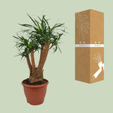 Beaucarnea Nolina