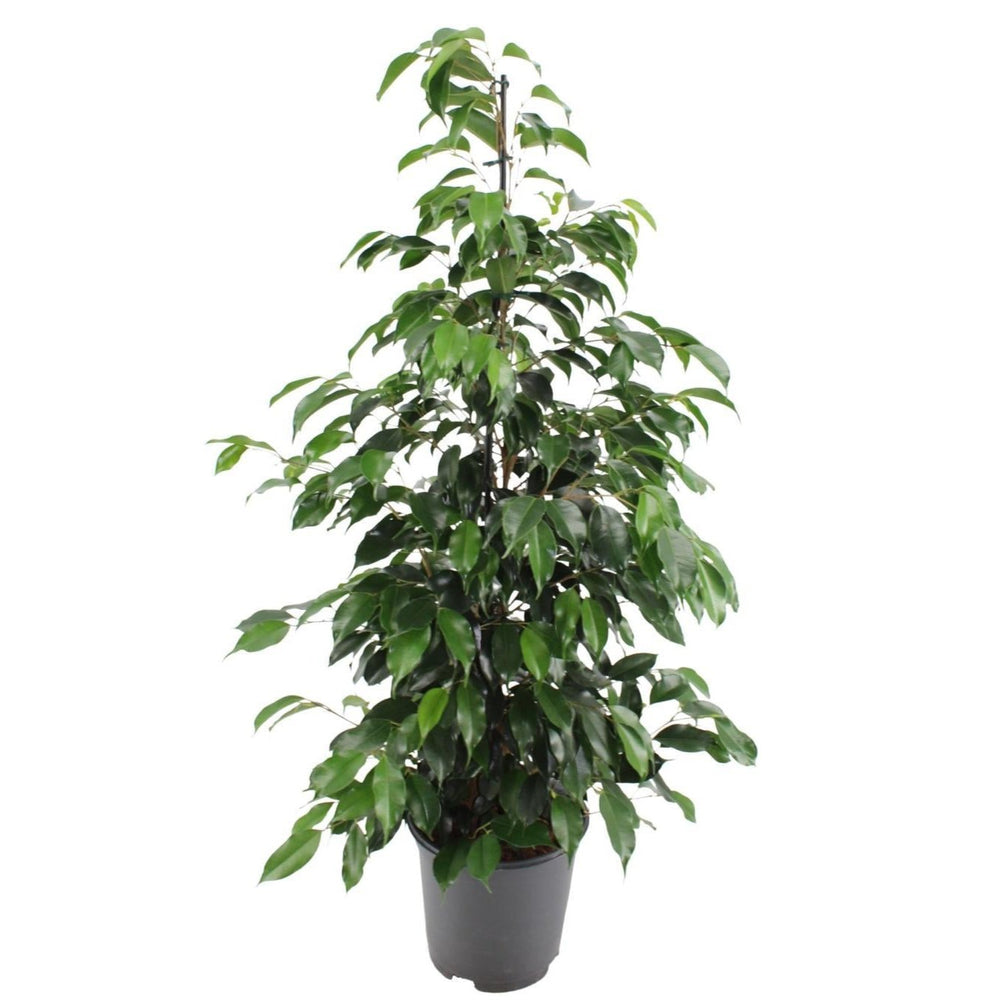 Ficus benjamina Danielle