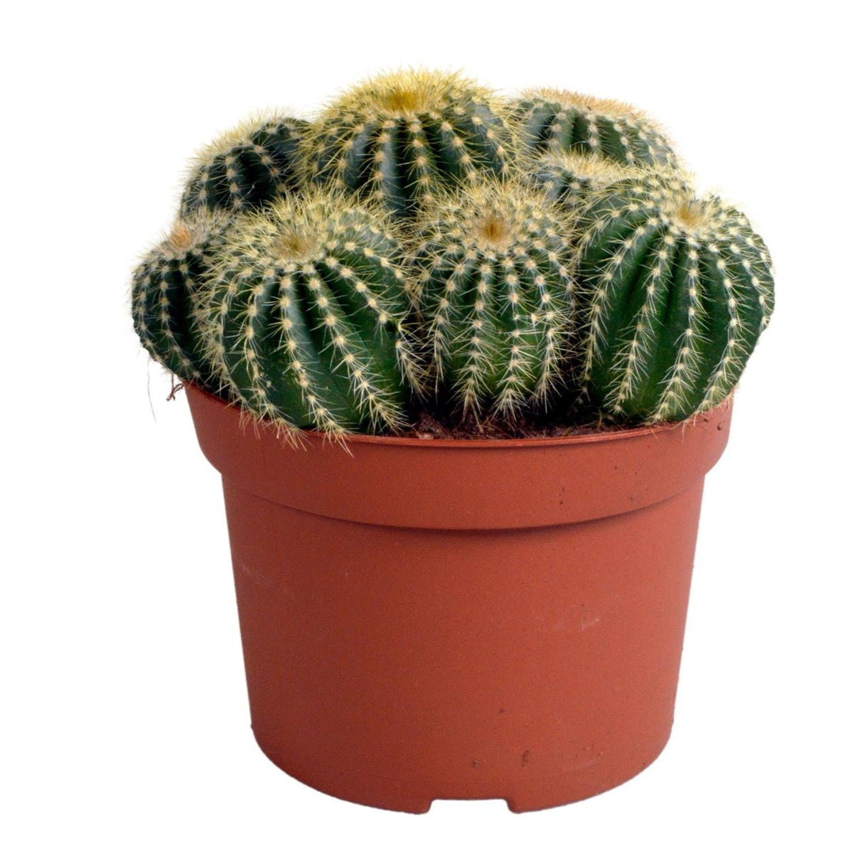 Eriocactus warasii