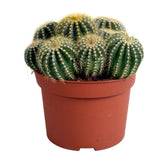 Eriocactus warasii