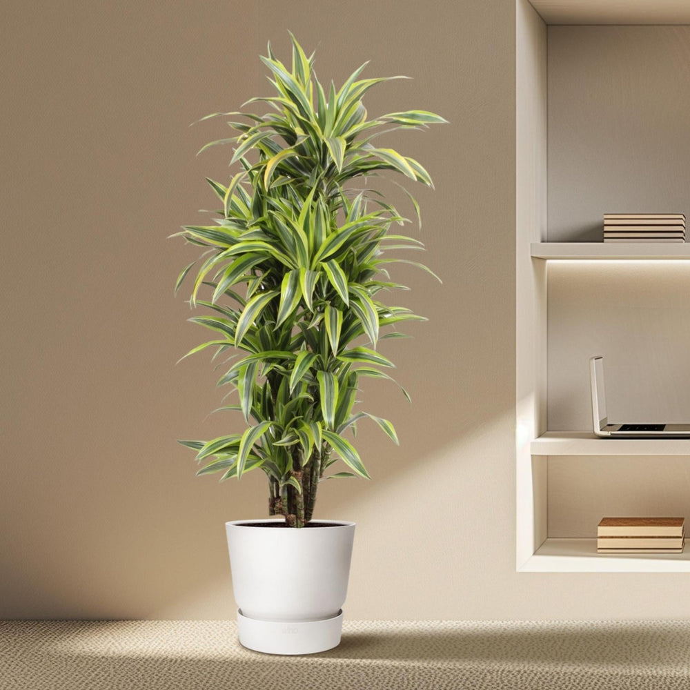 Dracaena Lemon Lime