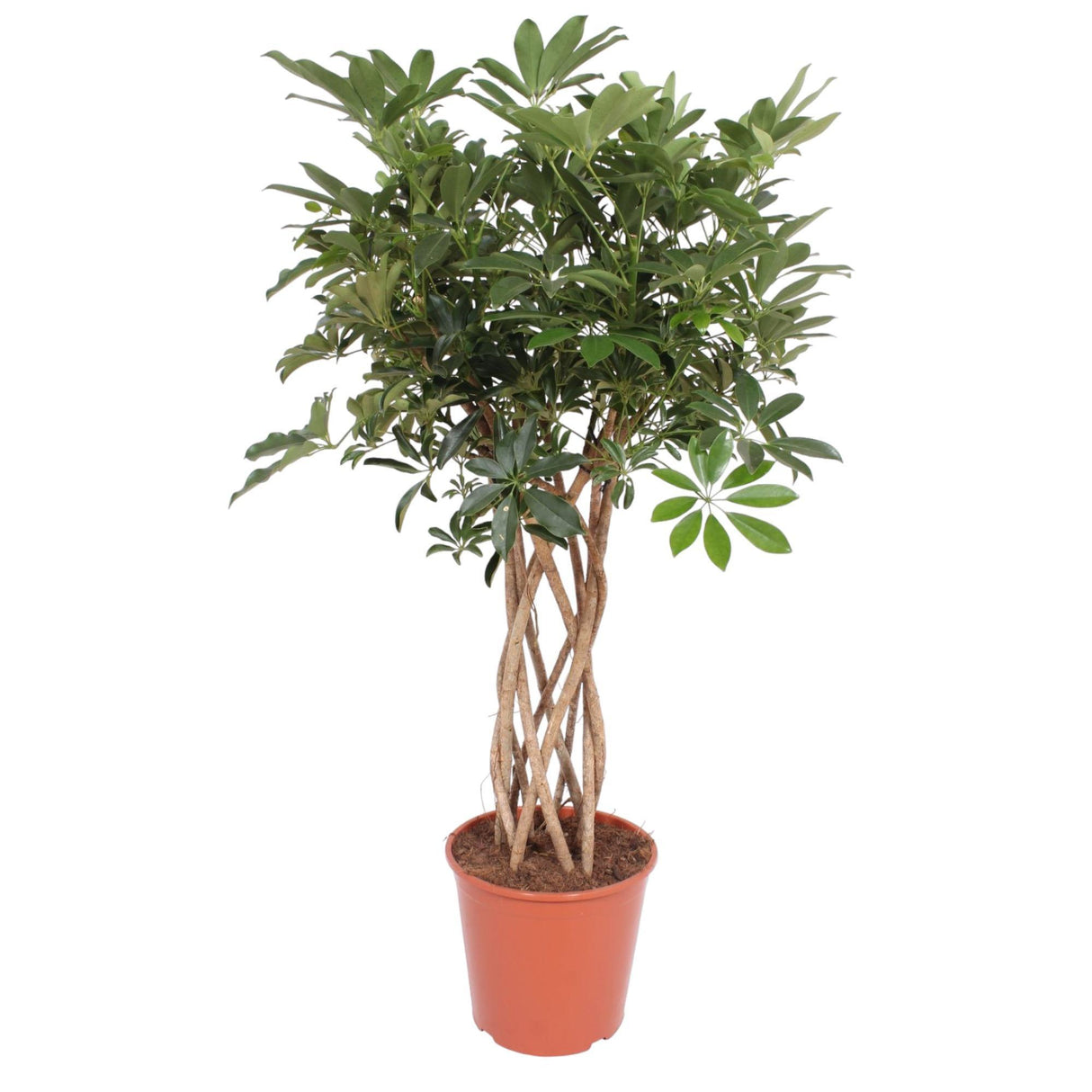 Schefflera Arboricola Compacta Flettet Stamme