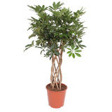 Schefflera Arboricola Compacta Flettet Stamme