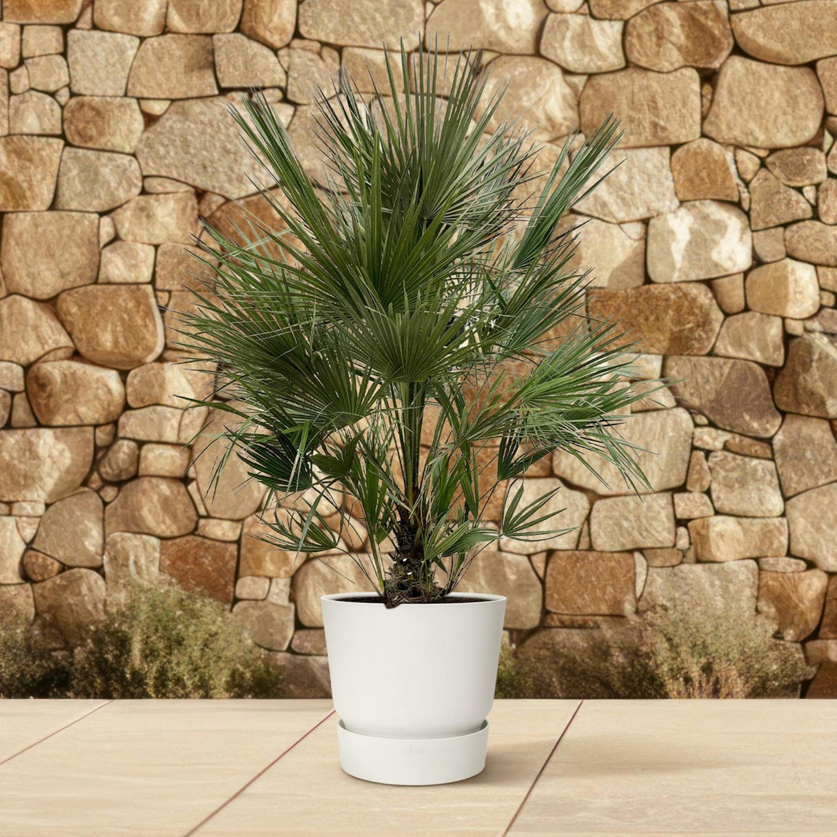 Chamaerops Humilis struik 