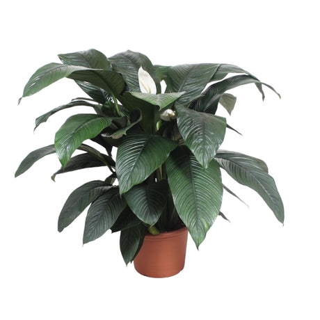 Spathiphyllum fornemmelse