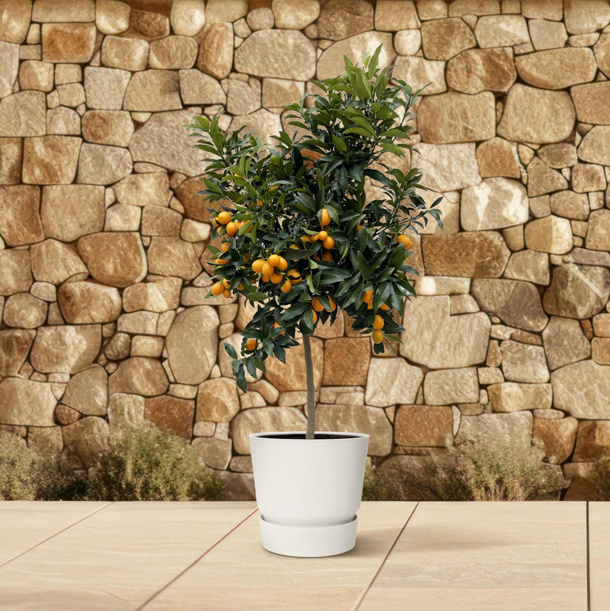 Citruskumquat