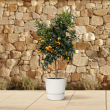 Citruskumquat