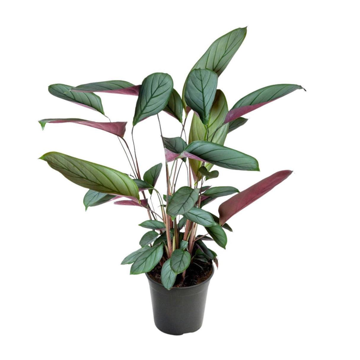 Ctenanthe Setosa
