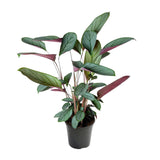 Ctenanthe Setosa