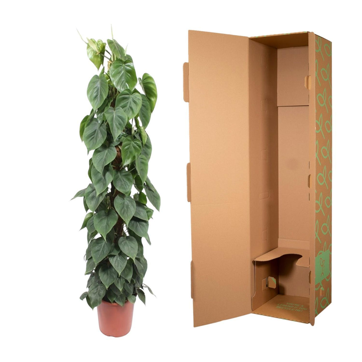 Philodendron Scandens Moss stick