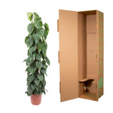 Philodendron Scandens Moss stick