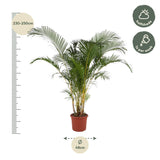 Dypsis Lutescens