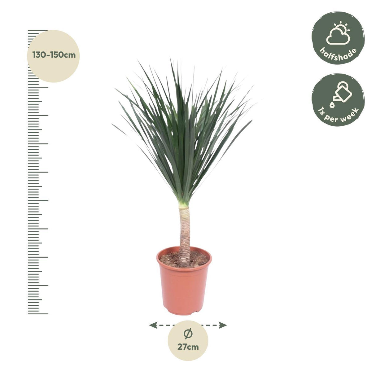 Dracaena Draco