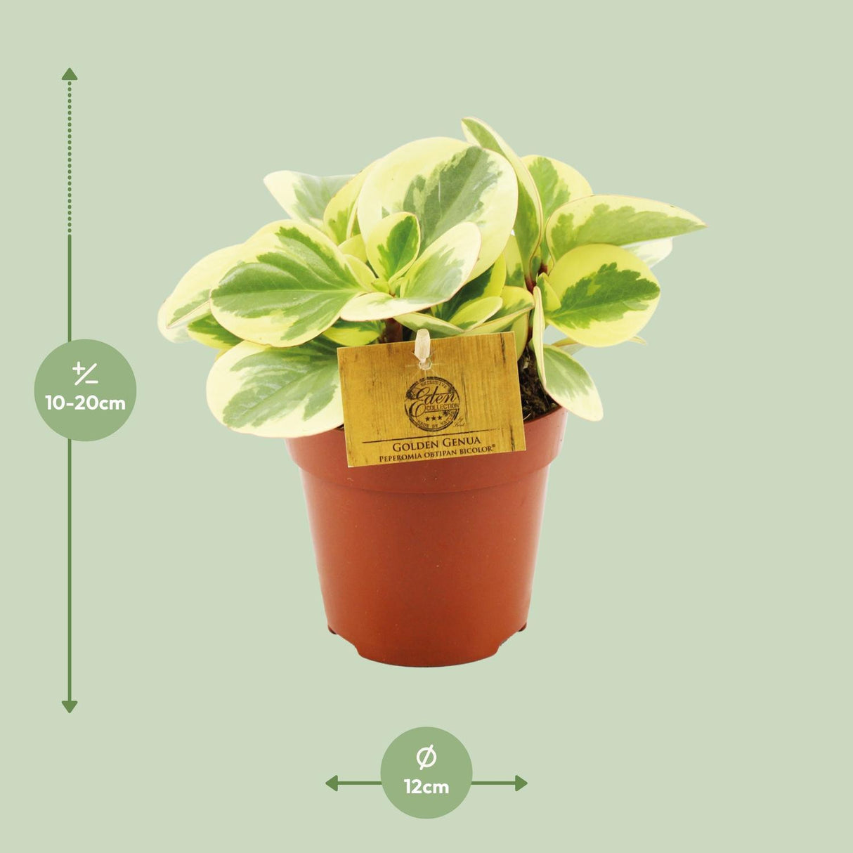 Peperomia Obtipan Bicolor