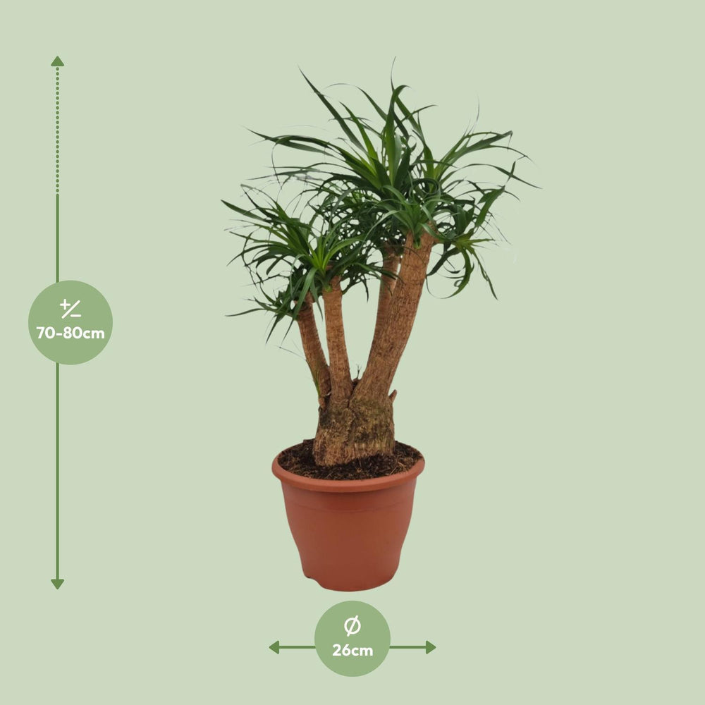 Beaucarnea Nolina