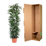 Ficus Alii King column