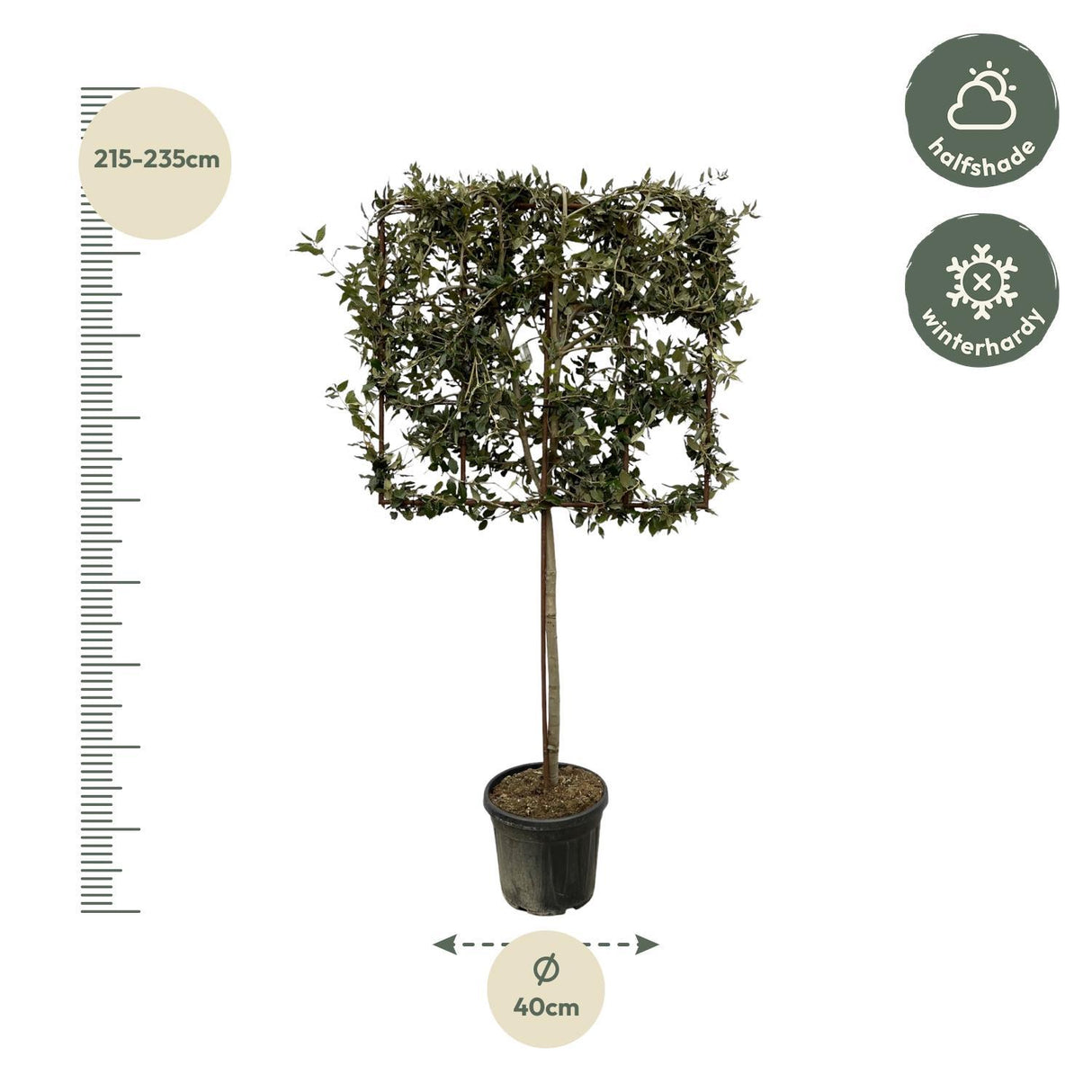 Quercus ilex træ på stativ