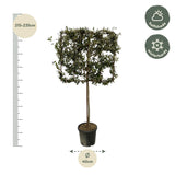 Quercus ilex træ på stativ