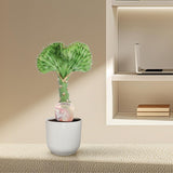 Euphorbia lactea Cristata green