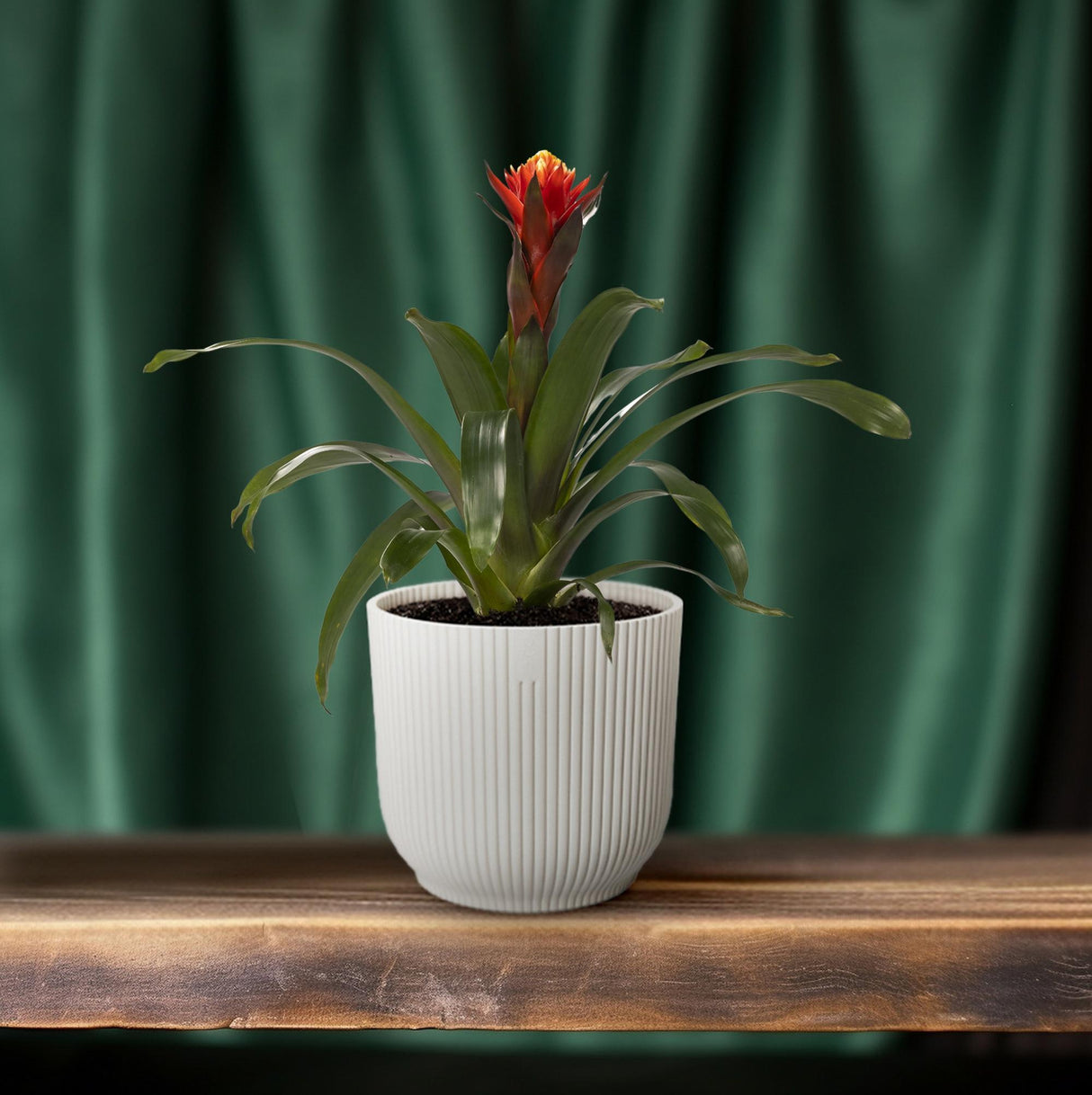 Guzmania Lykke