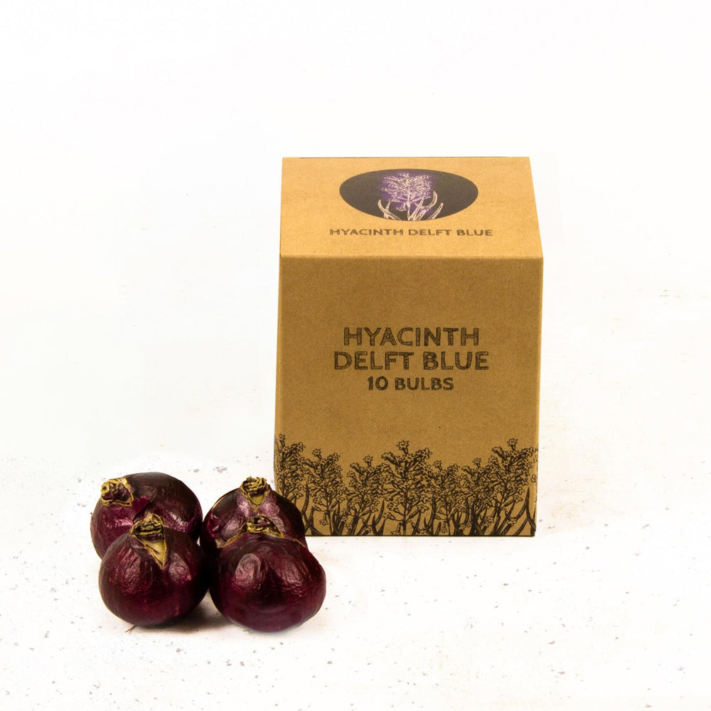 Flowerbulbs Amsterdam - Delft Blue - 10 bloembollen - Maat 14/15