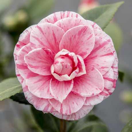 Camellia japonica Bonomiana - Ø29cm - ↕90cm - Ø19 - ↨65cm 