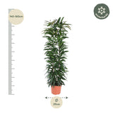 Ficus Alii King column