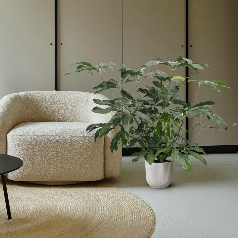 Philodendron Green Wonder