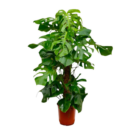 Monstera Deliciosa XXL - 150 cm - ⌀27