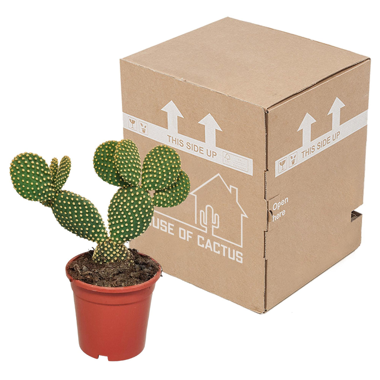 Opuntia Microdasys