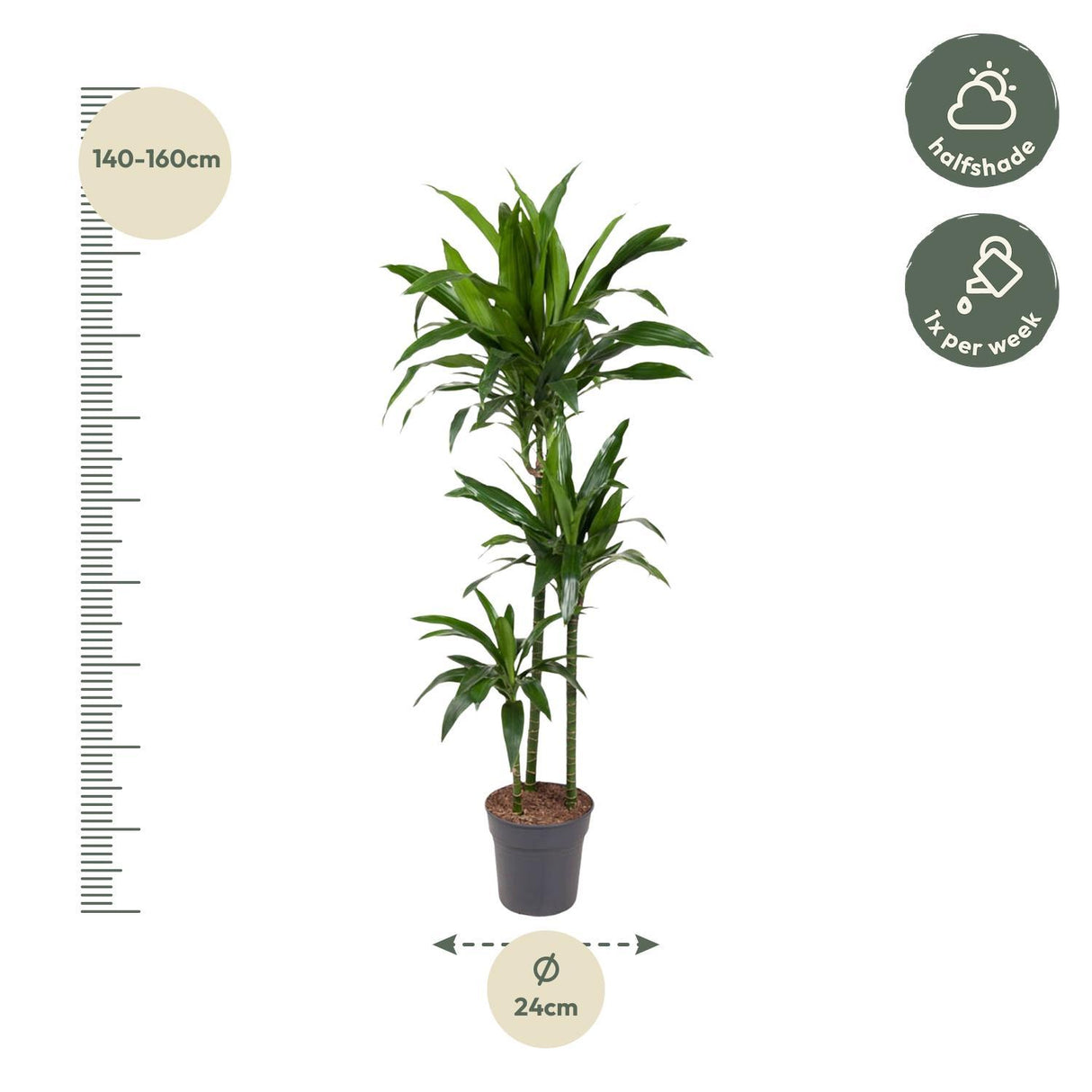 Dracaena Janet Craig