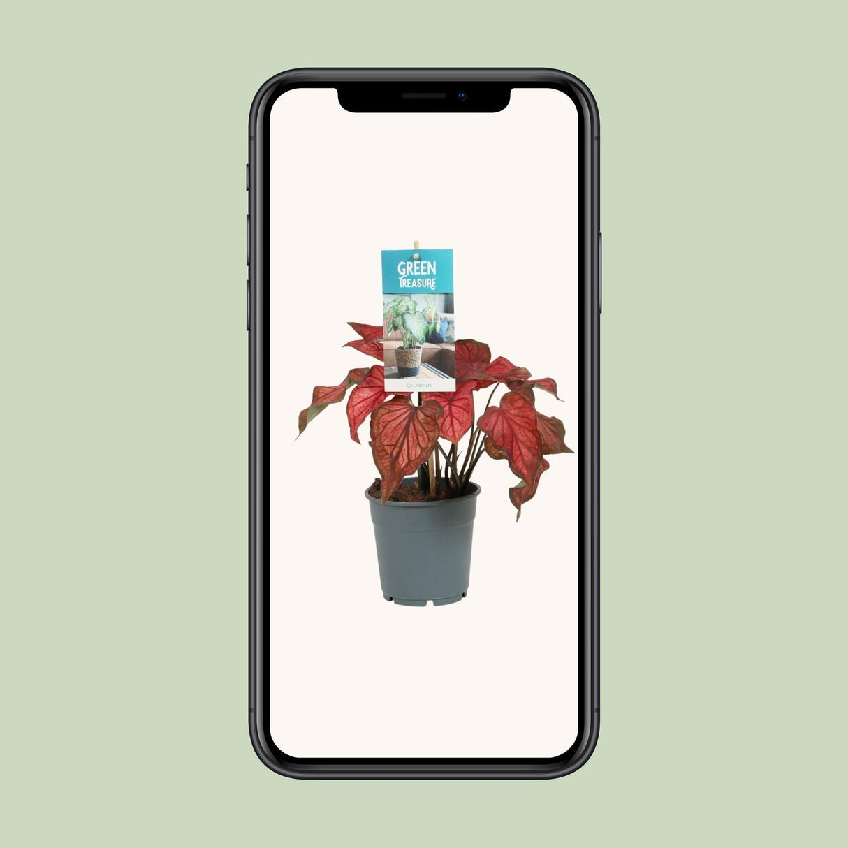Caladium stang - Ø12cm - ↕25cm