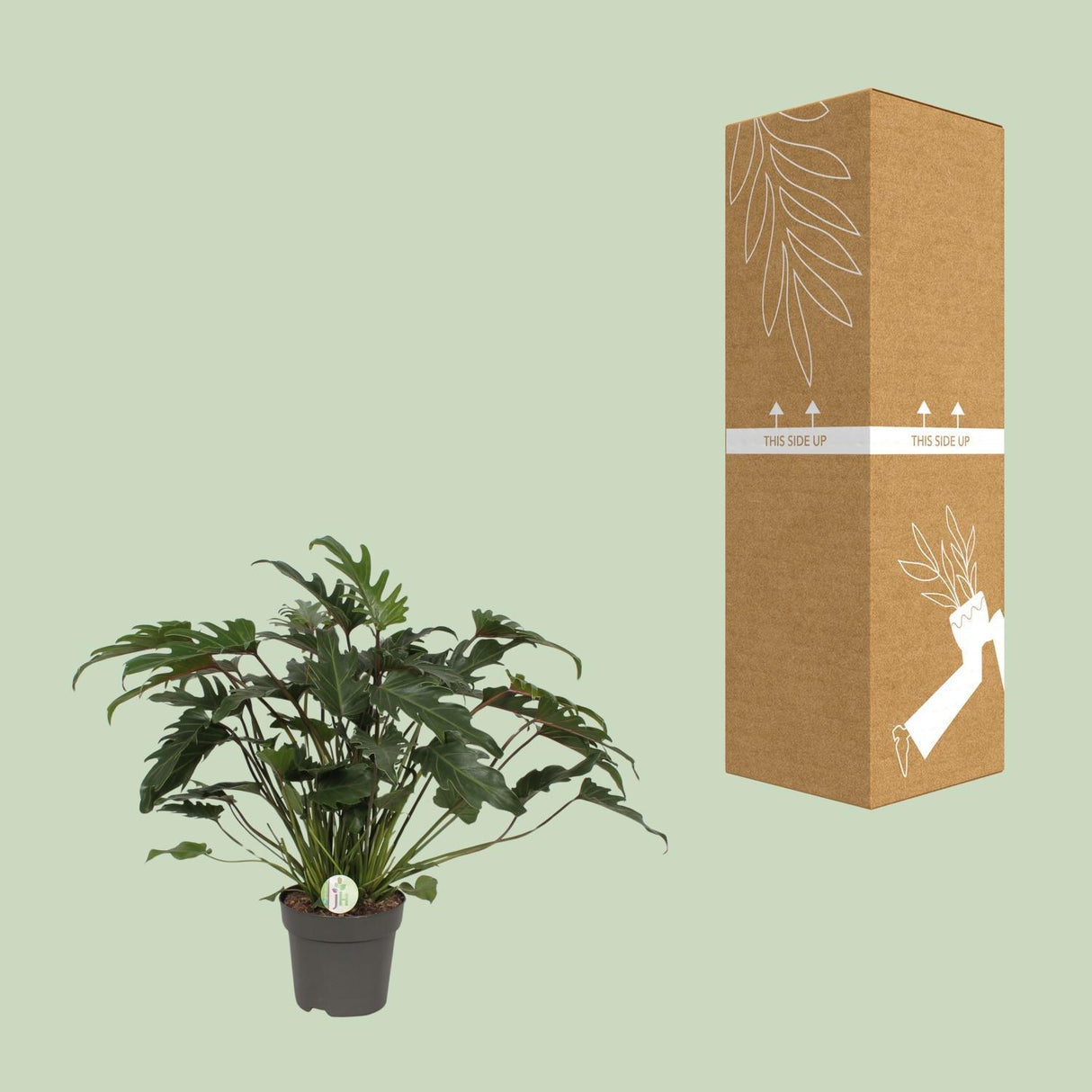 Philodendron Xanadu