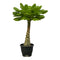 Indoor Plants