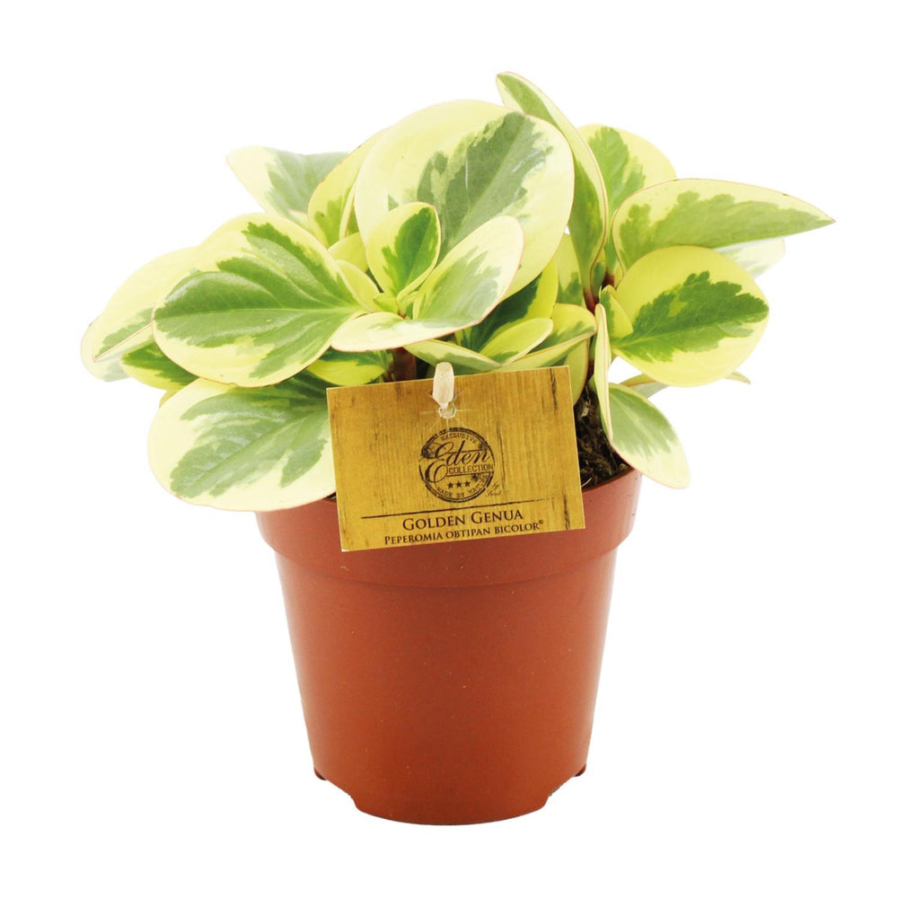 Peperomia Obtipan Bicolor